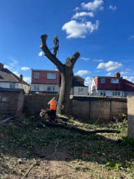 Tree Surgeon London 10 Small
