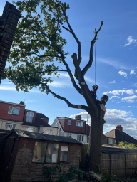 Tree Surgeon London 13 Small