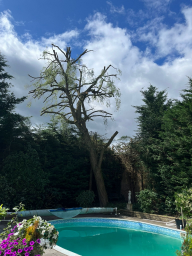 Tree Surgeon London 30 Small